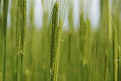 Wheat Einkorn Emmer Spelt: Large Differences in Protein Composition