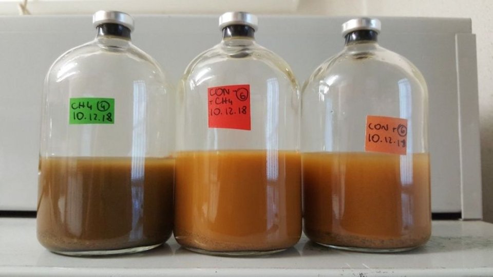 Mit Methan als Nahrungsquelle setzen Bakterien giftiges Arsen frei 2