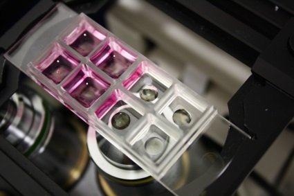 Großaufnahme des Cellendes hydrogels