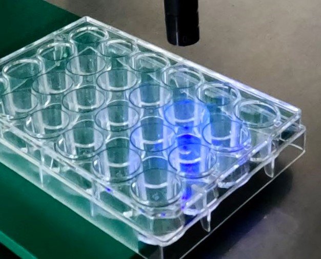 Multiwell sheet with a green-bluish shimmer