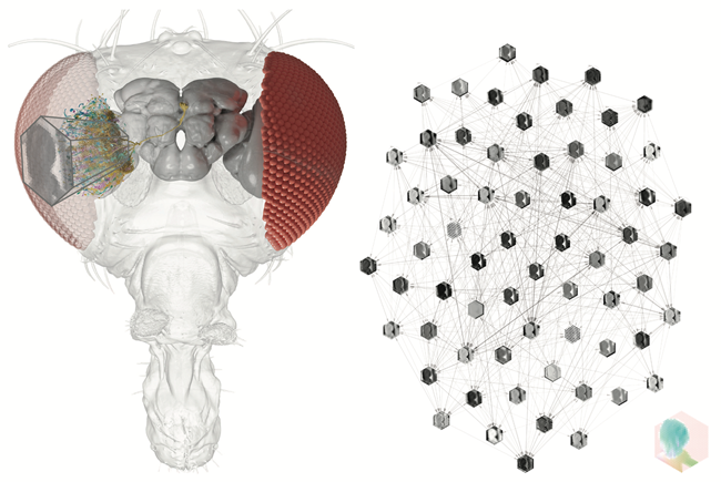 Graphic representation of the compound eye of the fly and the neuronal networks.