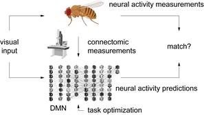 Graphical representation of the mechanistic network simulation.