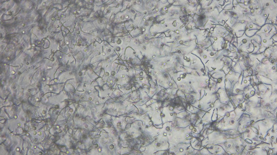 Abb 2_Bio-Tinte mit Fasern und Zellen_Foto NMI.jpg