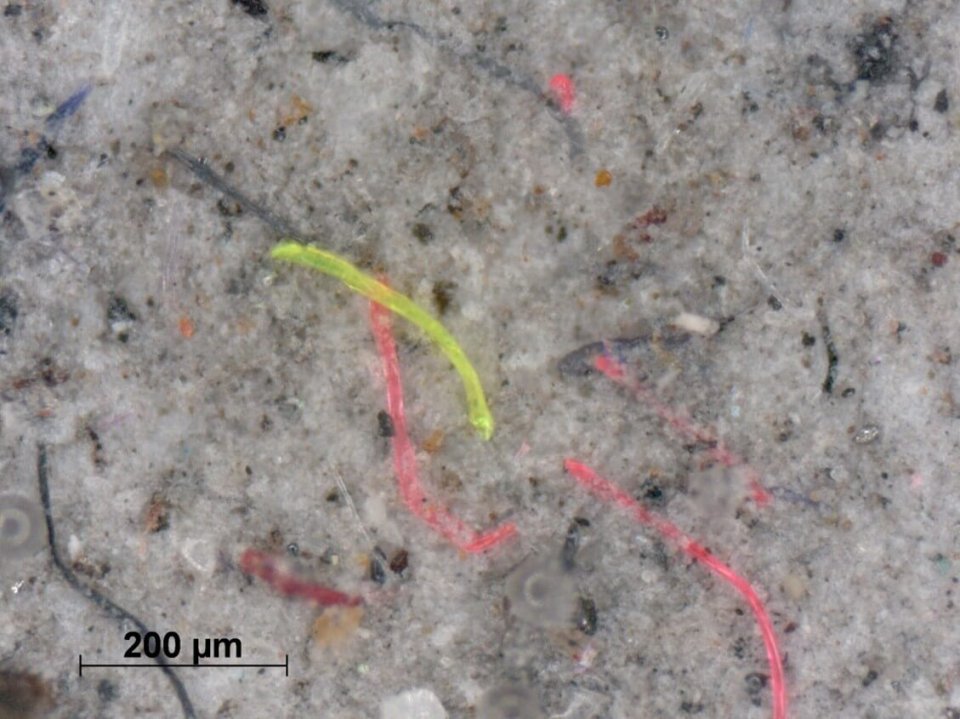 DITF - Filter Cake Microplastic.jpg