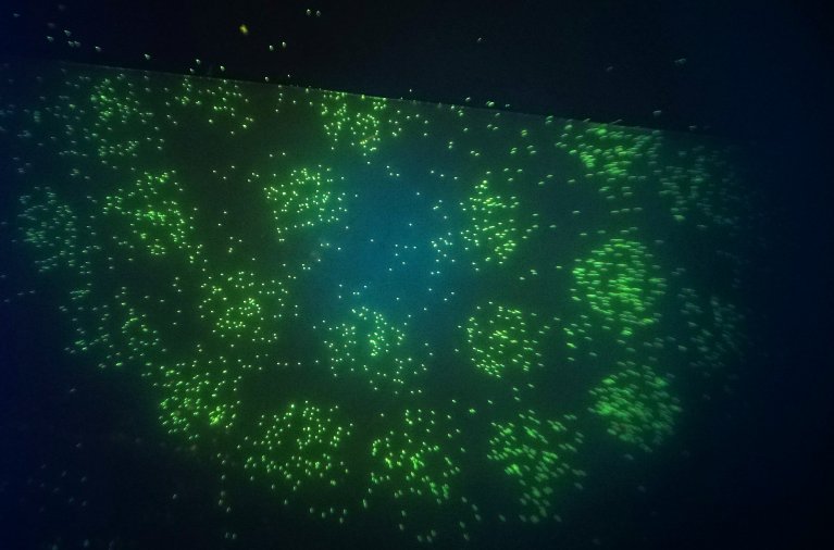 Shown are fluorescent Legionella when viewed under a microscope.