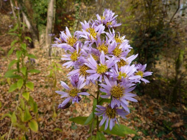 Aufgenommen wurde eine violett blühende Aster in freier Natur.