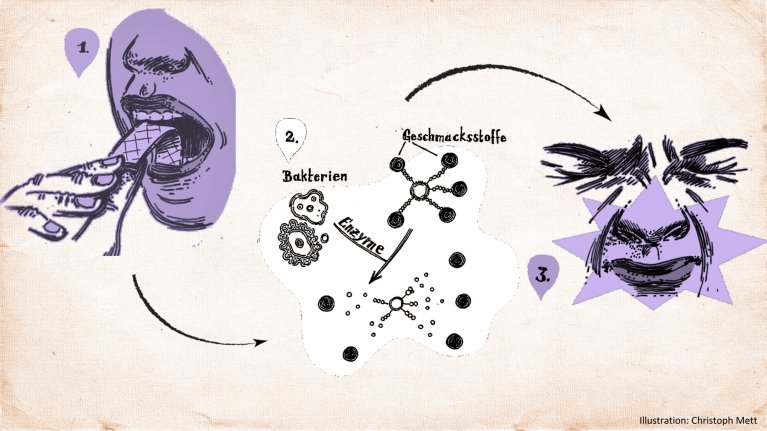 Illustration des Wirkmechanismus des Kaugummis.