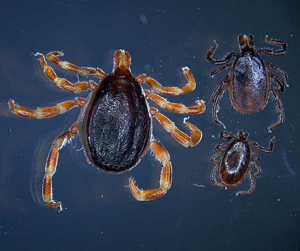 Die tropische Zecke Hyalomma im Größenvergleich mit ihrem europäischen Verwandten, der gemeine Holzbock