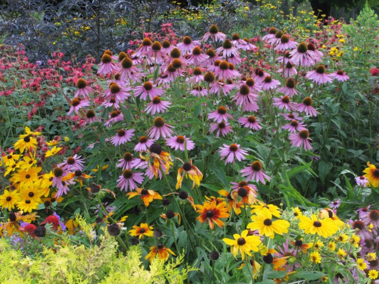Lila und gelbe Blumen als Ausschnitt einer Blumenwiese.