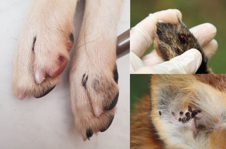 An Hundepfoten und Hundeohren sitzen viele braune Hundezecken.