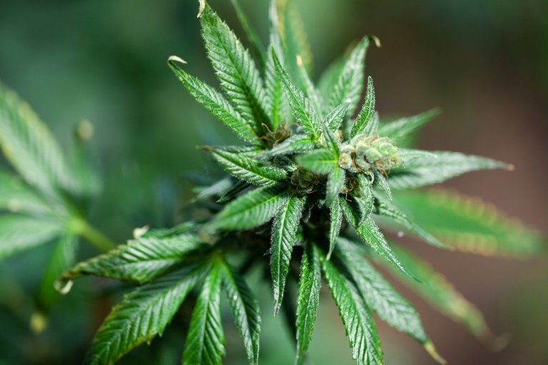 Eine grüne Cannabispflanze