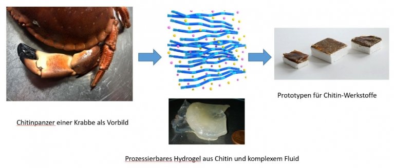 Darstellung: rötlicher Chitinpanzer einer Krabbe, blaue schematische Fasern, beige transparentes Hydrogel, weißes Material mit dunkler Beschichtung als Prototyp
