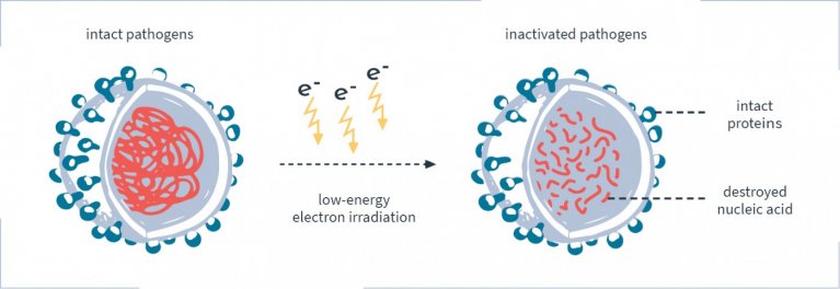 Eine schematische Darstellung der Prozesse innerhalb eines Krankheitserregers. Das Innere des Krankheitserregers ist vor der Bestrahlung ein Knäuel und danach sind es kleine kurze Stücke.