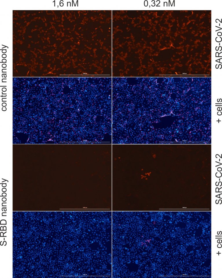 PM_Biopro_Nanobody_Cell_Assay