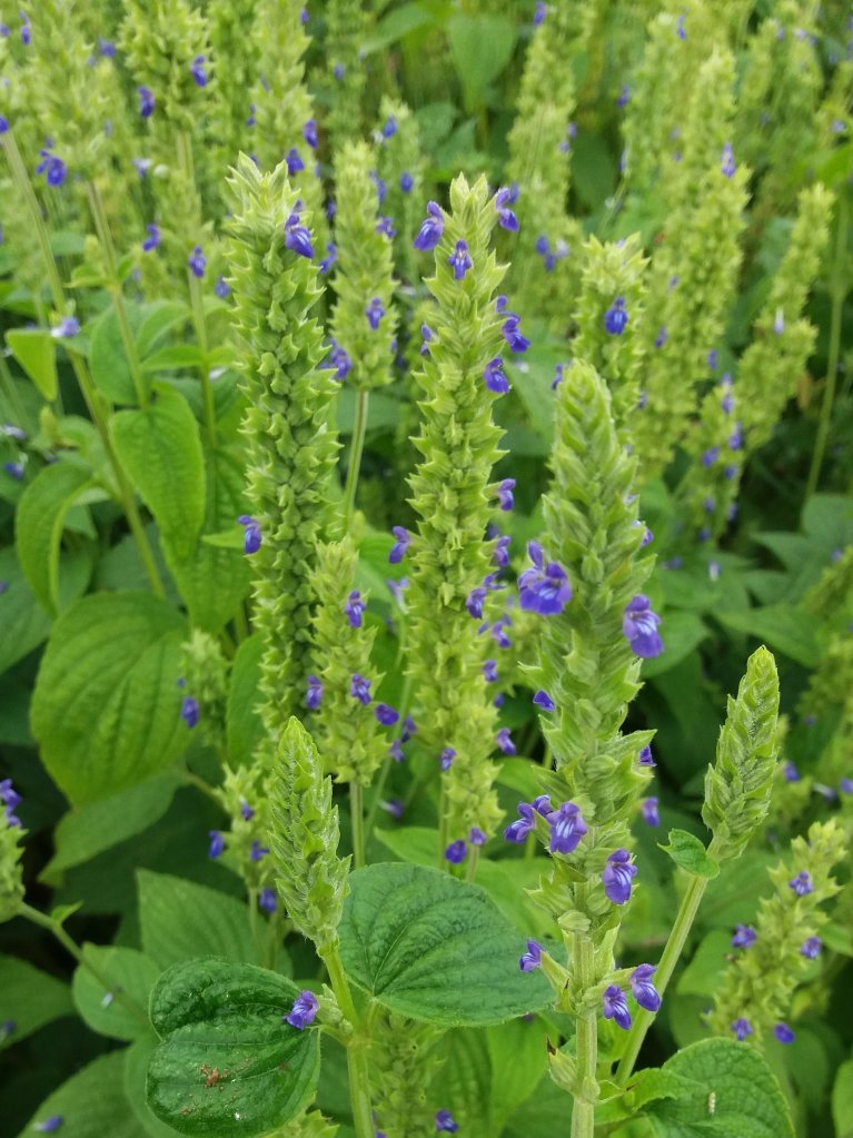 Grüne Pflanzen mit blauen Blüten