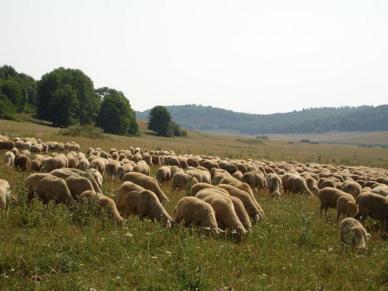 Wiese mit Schafherde