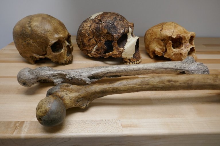Drei Schädel und Knochen von Gattungen der Homo