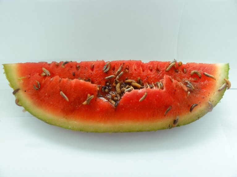 Fruchtfliegen auf einem Stück Wassermelone