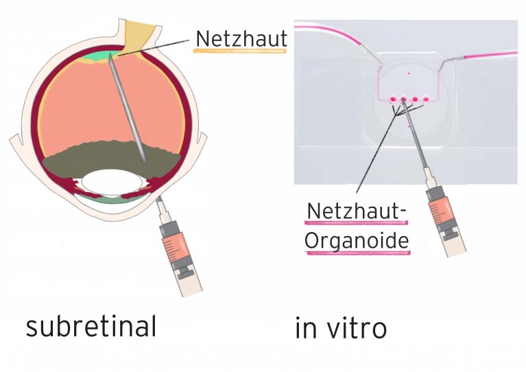 Organ-Chips statt Tierversuche