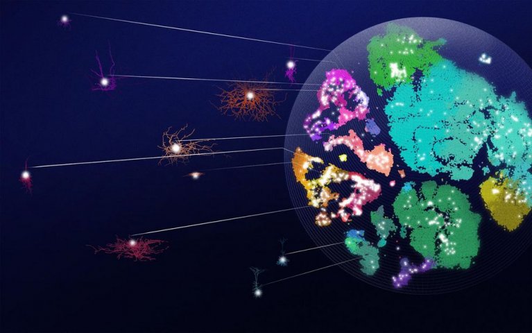 Aktuelles_Uni Tübingen_Neuronentypen