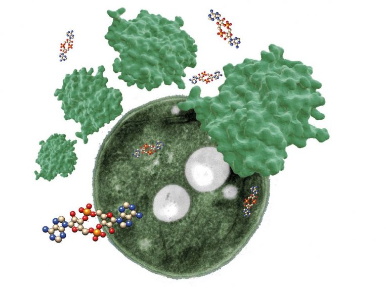 Regulating the &quot;internal clock” CMFI