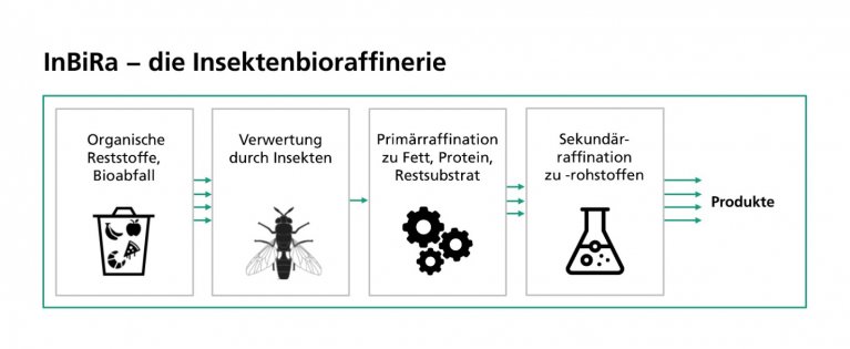 Schaubild zur Insekten-Bioraffinerie mit Darstellung, wie aus organischen Restsoffen und Bioabfällen in technisch nutzbare höherwertige Produkte hergestellt werden.