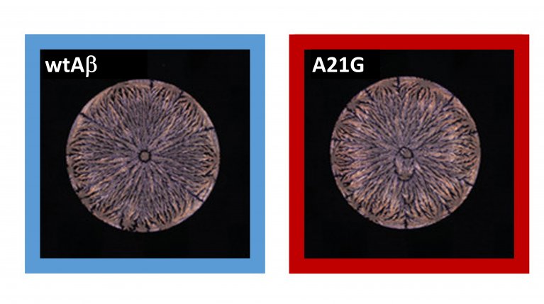 Links zu sehen in einem blauen Quadrat ist ein Amyloid-beta-(Aβ42)-Peptid, rechts zu sehen in einem roten Quadrat ist eine Mutation