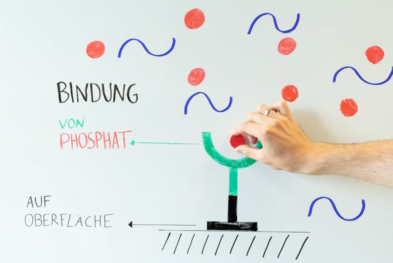 Illustriertes Bild zur Veranschaulichung, wie ein Phosphatfänger aufgebaut ist.