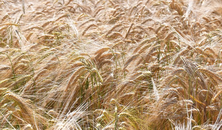 Dargestellt ist ein Getreidefeld