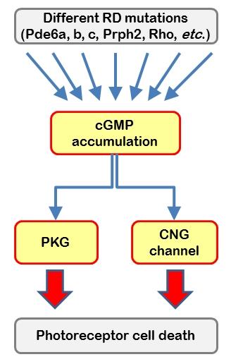 converging_cgmp_pathways_0