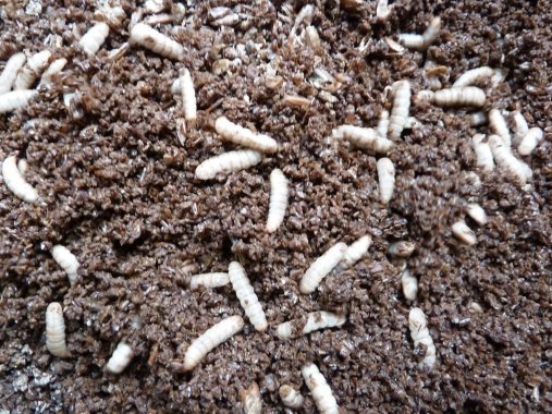 Bild mit Insektenlarven in organischen Reststoffen.
