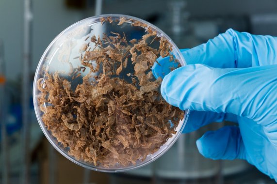Larvenhäute in einer Petrischale. Die Schale wird rechts von einer Hand in einem Hygiene-Handschuh gehalten.